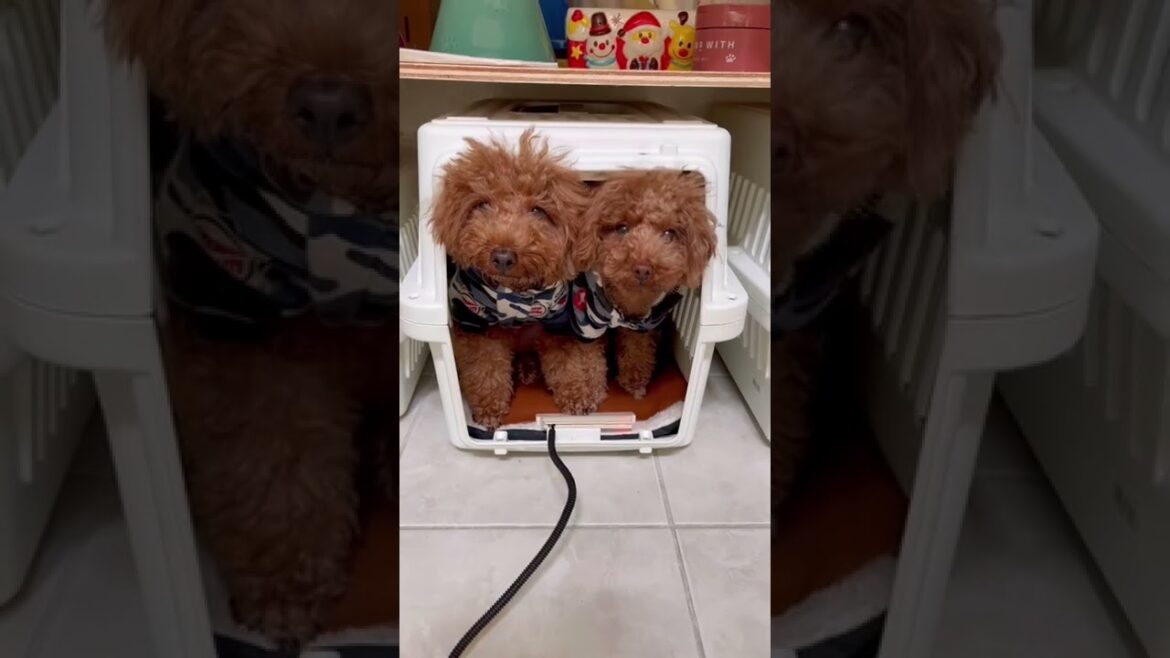 この後どうなるか、予想出来ますか？【トイプードルの双子と親子】