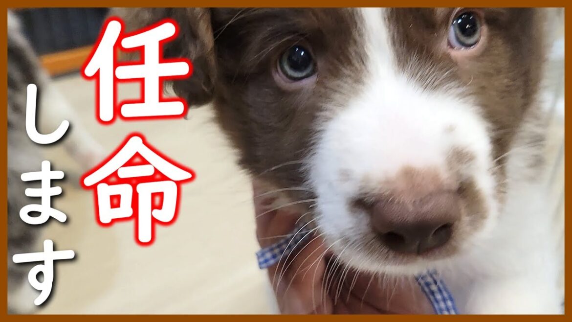 【生後52日】子犬たちの教育係が決まりました！【ボーダーコリー】
