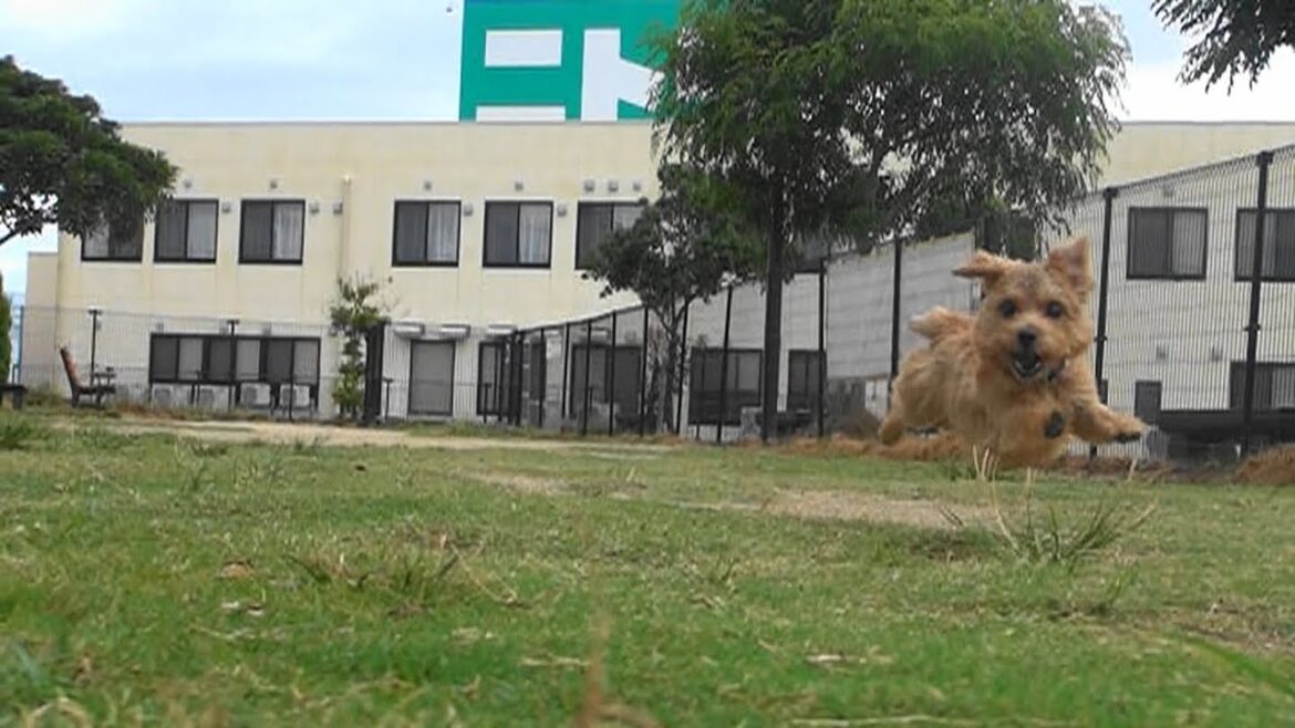 【ノーフォークテリア】エミフルドッグラン