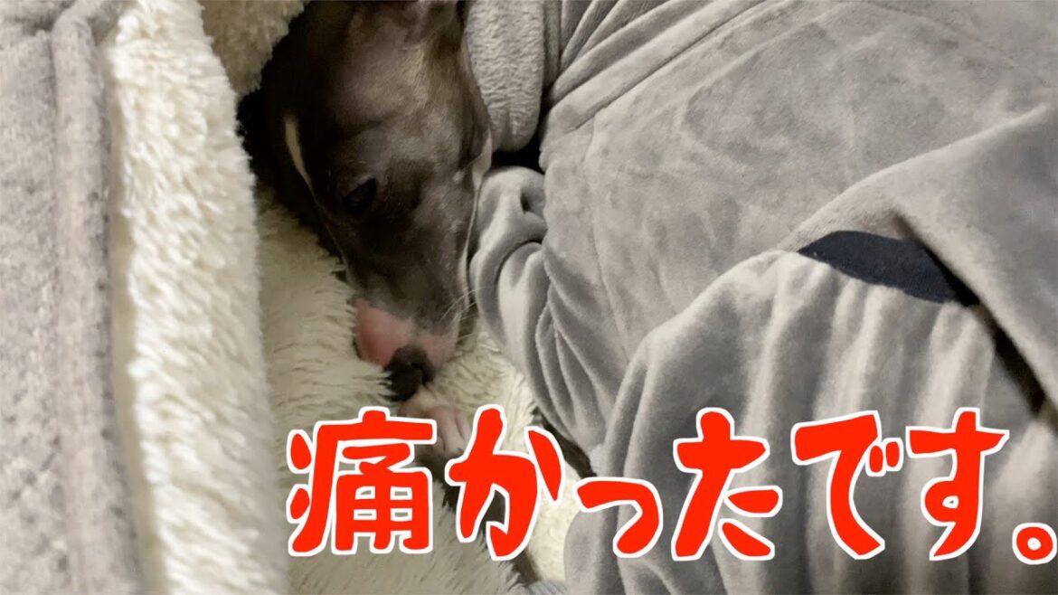 足を怪我してしまい、手術した犬【イタリアングレーハウンド】