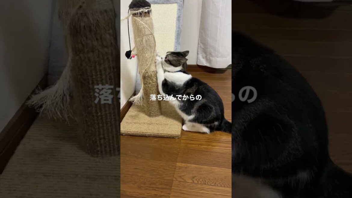 マンチカン猫のラピちゃん　新しい爪研ぎより慣れた爪研ぎ^_^