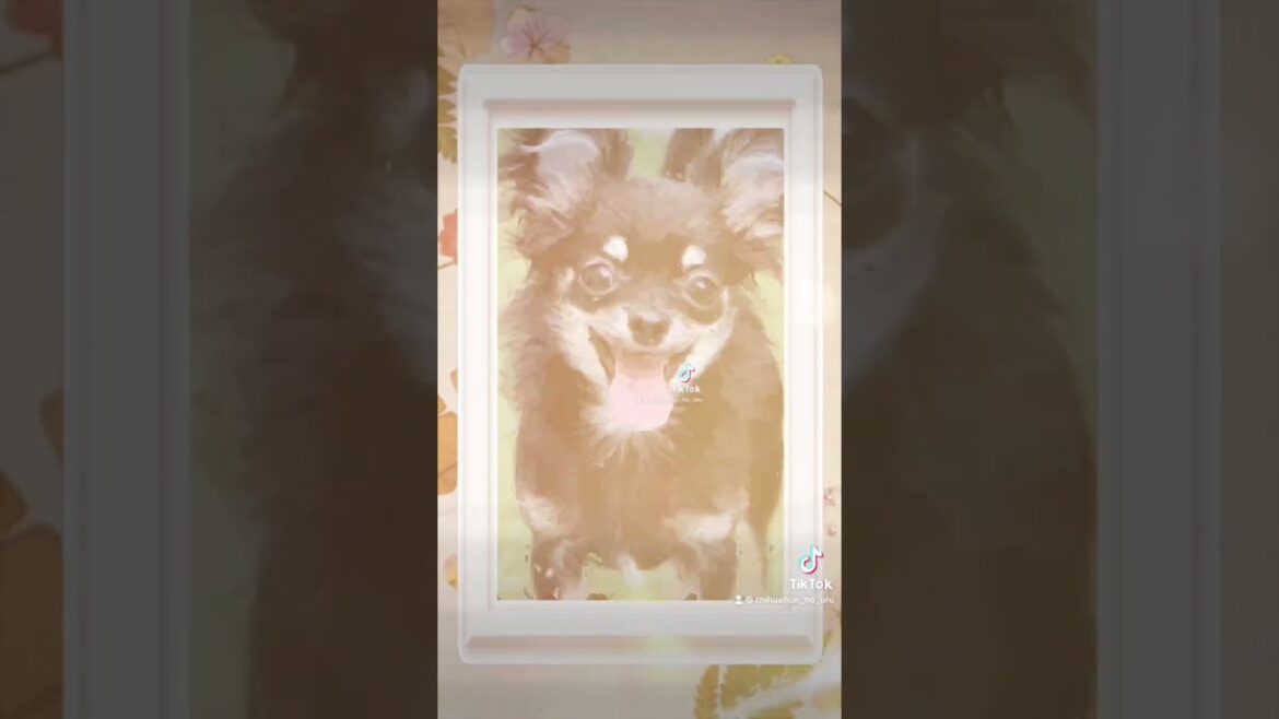 かわいい犬|ロングコートチワワのウルくん【うさぎあざらしいぬ】