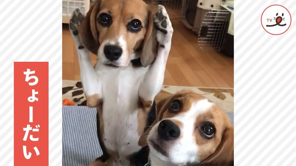 早くちょーだい🐶 2匹のビーグルの、目力がスゴイおねだり…👀💕【PECO TV】