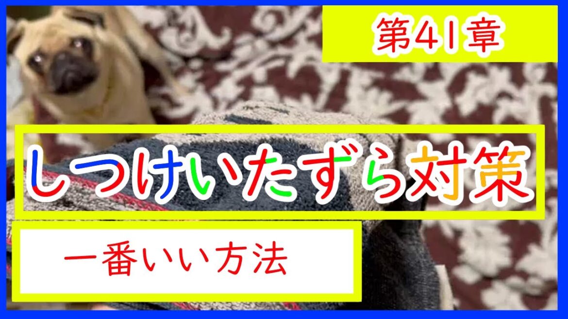 パグのしつけ　いたずらをやめさせる方法