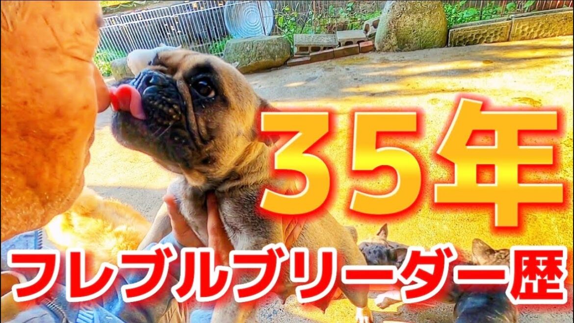 フレブルブリーダー歴35年の犬舎にお邪魔させていただきました!【後編】 フレブルブリーダー歴35年の犬舎にお邪魔させていただきました!【後編】