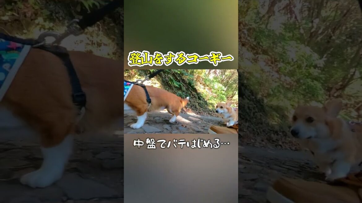 意気揚々と登り始めたものの序盤でばてるコーギー犬 意気揚々と登り始めたものの序盤でばてるコーギー犬