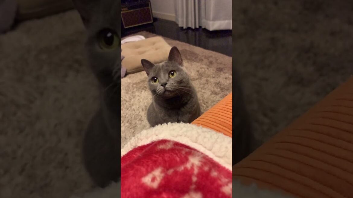 なにかを目で追うねこ【シャルトリュー/Chartreux cat】#shorts