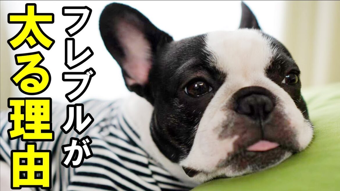 フレンチブルドッグのレイが太る理由がわかりましたｗ【フレブルとボステリの違い】