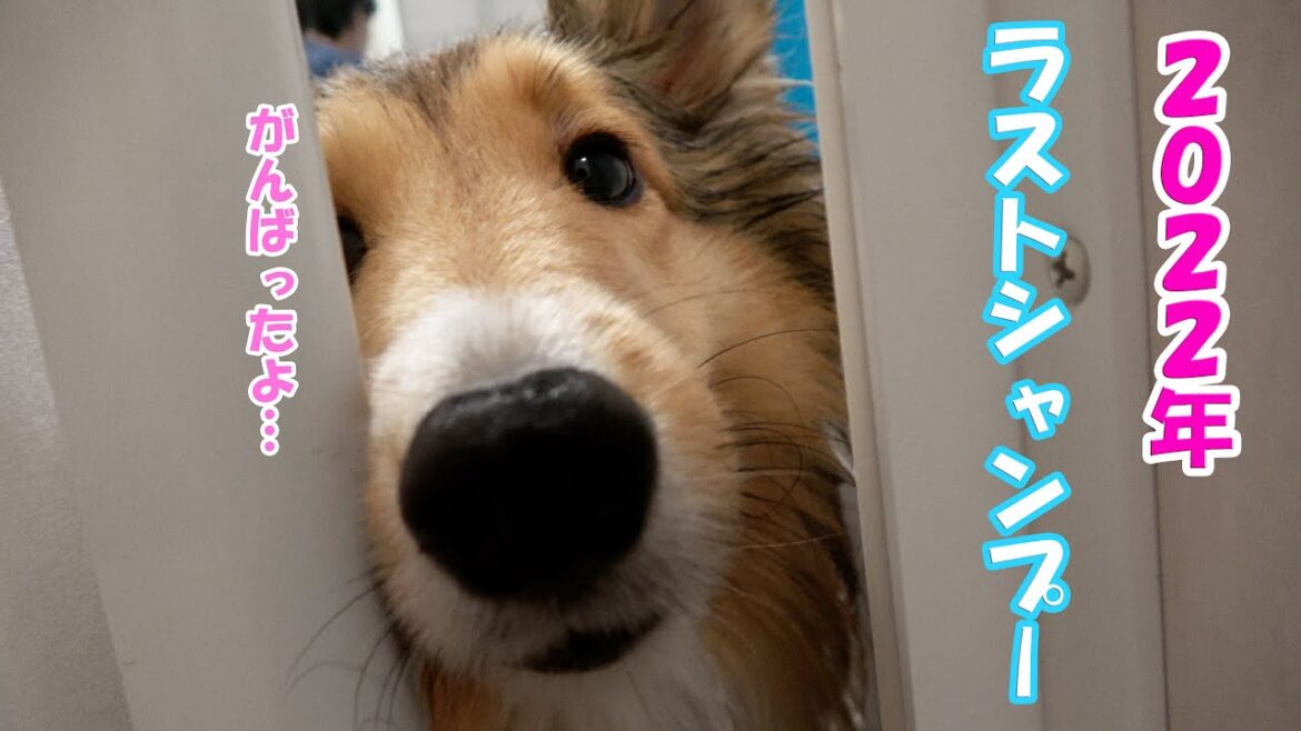 今年最後のシャンプーをがんばったシェルティちょこ