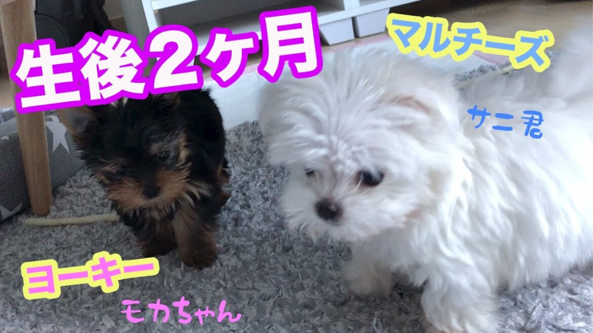 生後２ヶ月のマルチーズとヨークシャテリアの赤ちゃん