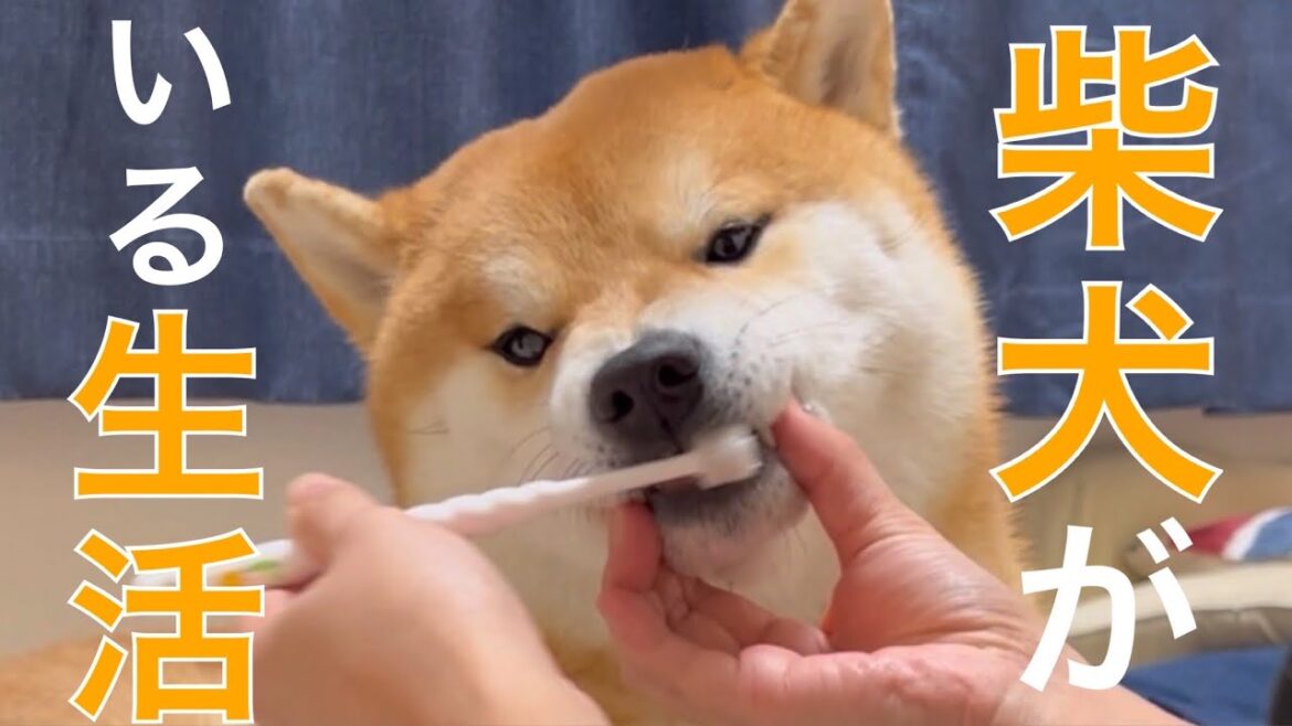柴犬と女の日常logナイトルーティン