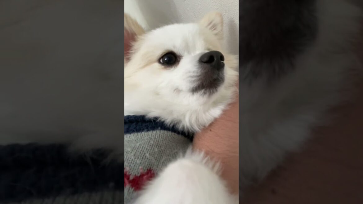【ポメラニアン】彼女かってくらいの全力で甘える子犬