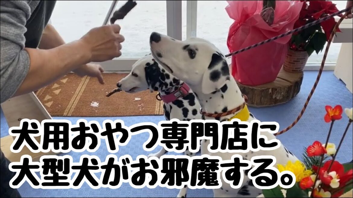 【犬のおやつ】大型犬ダルメシアンがおやつ専門店へ行き、たくさんのおやつを試食しました。#ダルメシアン#おやつ#北海道 【犬のおやつ】大型犬ダルメシアンがおやつ専門店へ行き、たくさんのおやつを試食しました。#ダルメシアン#おやつ#北海道