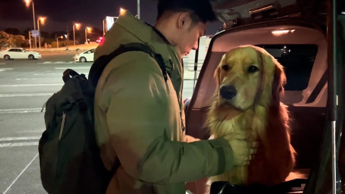 また会う日まで、お別れの日。ゴールデンレトリバーとワイマラナーの子犬
