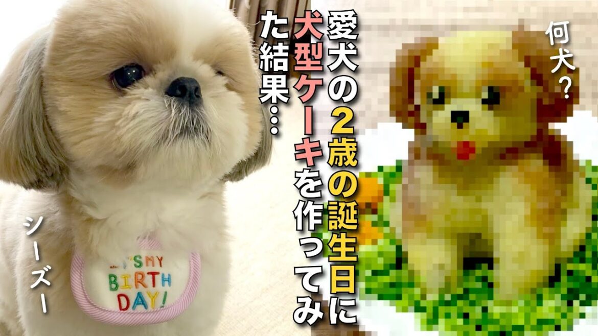 【シーズー】進撃のシーズー犬！愛犬の2歳の誕生日に犬型ケーキを作ってみたらこうなりました www【161】