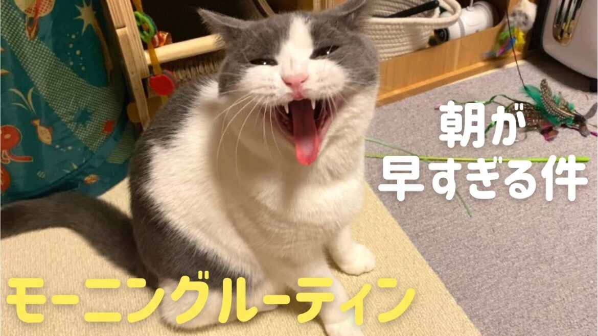 1才のハチワレ猫と暮らすモーニングルーティン【ブリティッシュショートヘア】