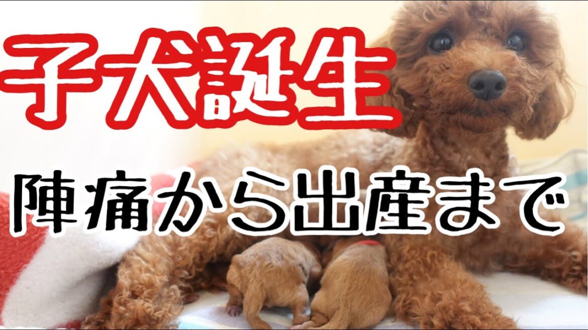 【犬出産動画】トイプードル子犬4匹誕生‼徹夜で自宅出産/陣痛から出産まで記録と性別発表♪