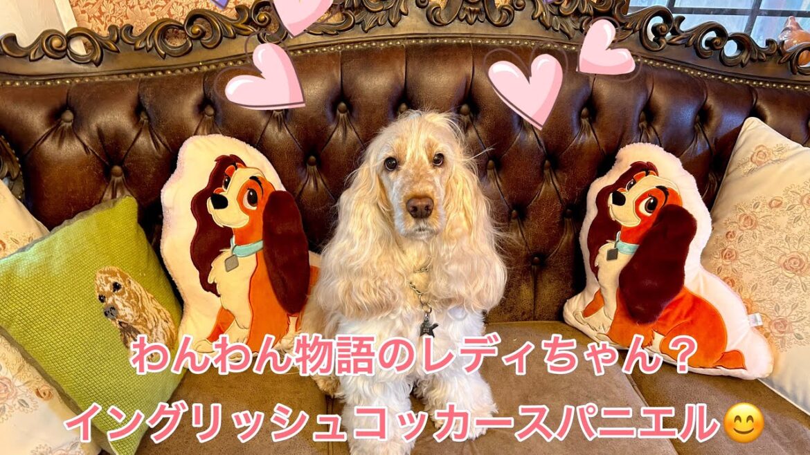 わんわん物語のレディちゃんにそっくり？イングリッシュコッカースパニエルのリズロイヤル