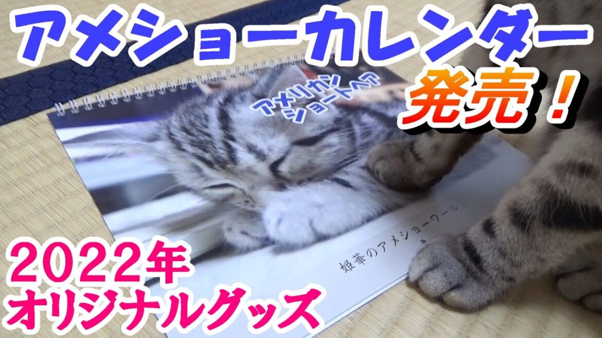 オリジナルアメショーカレンダー２０２２　発売！　（アメリカンショートヘア子猫）