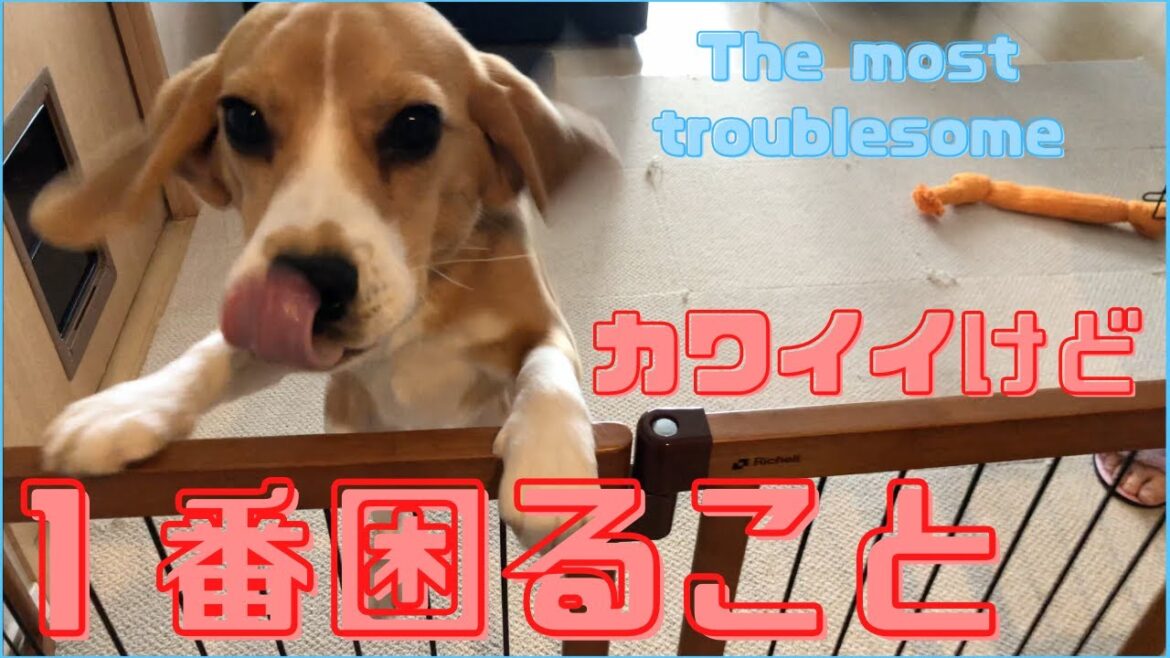 これが一番困る、マンションでビーグル飼う時の注意点【ビーグル🐶セブ】The most trouble some これが一番困る、マンションでビーグル飼う時の注意点【ビーグル🐶セブ】The most trouble some