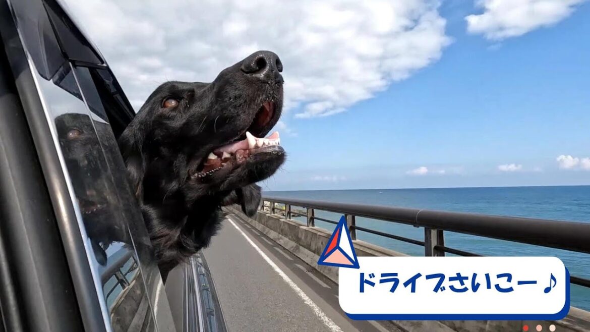 ドライブさいこー－♪#フラットコーテッドレトリバー