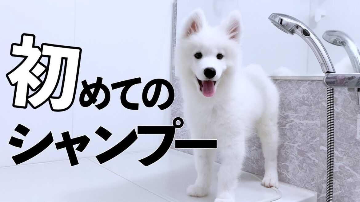 「臭い！」ママの一言からそのまま初シャンプーへ！【サモエド】