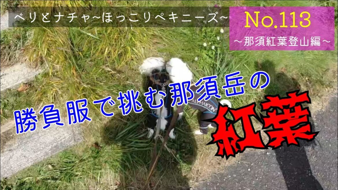 113『那須紅葉登山編』ベリとナチャ【ほっこりペキニーズ】