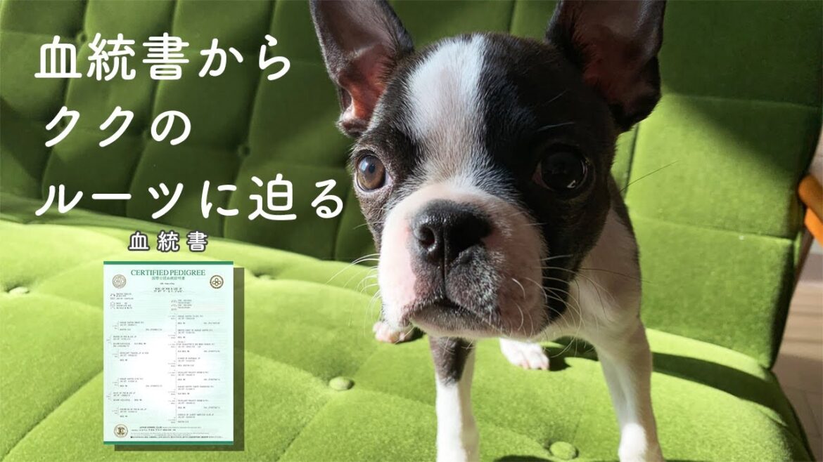 【ボストンテリア】血統書からククのルーツに迫る