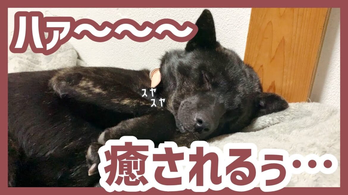 【甲斐犬】安心してスヤスヤと眠る犬猫が可愛すぎて癒しが止まらない…！