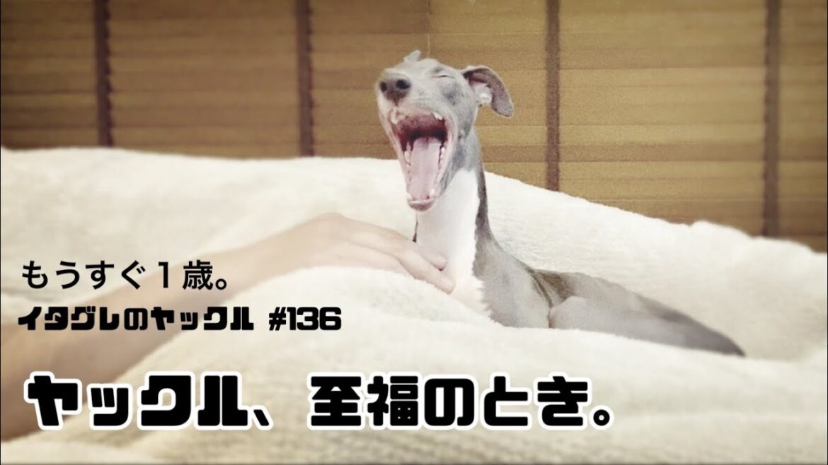 眠そうなイタリアングレーハウンド【もうすぐ1歳】Italian Greyhound