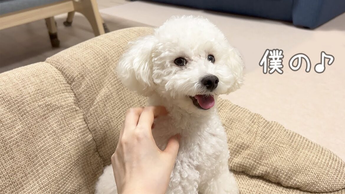 新しく買ったローソファがとっても気に入った犬【白いトイプードル】