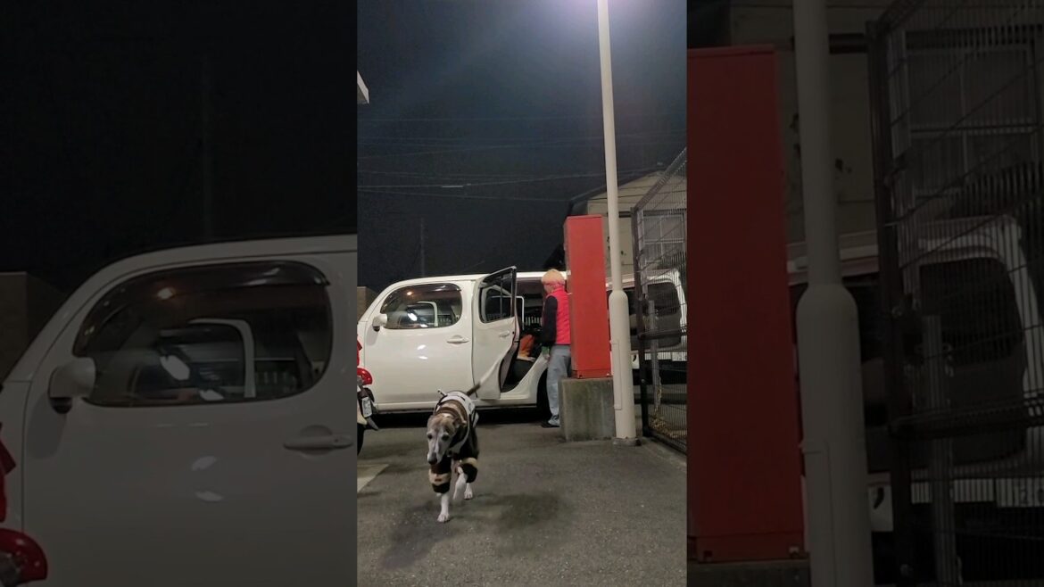 【帰省から帰宅】マムの実家から帰って来て、パパとアニキに甘えるオッサンウィペット。【カイトちゃん】Whippet Dog KAITO FUKUOKA JAPAN