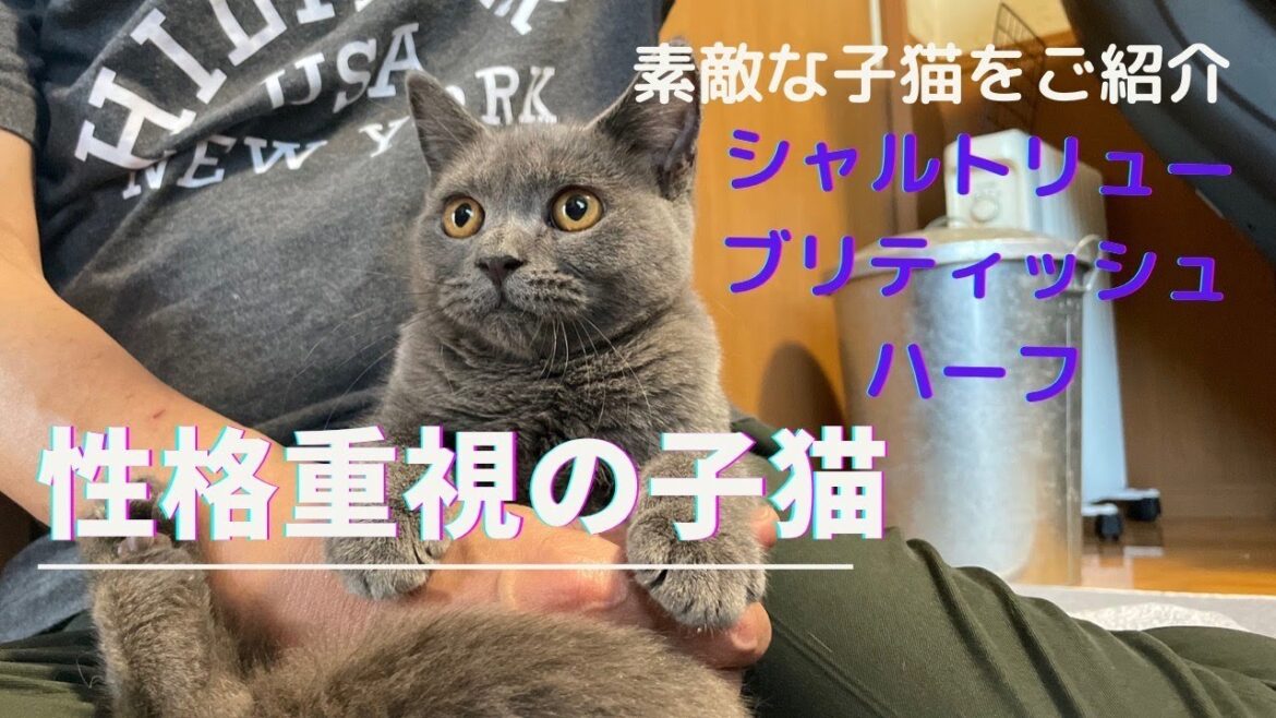 【性格重視の子猫】生後３ヶ月から６ヶ月くらいの子猫なら性格がわかりやすく健康面でも安心ですね！