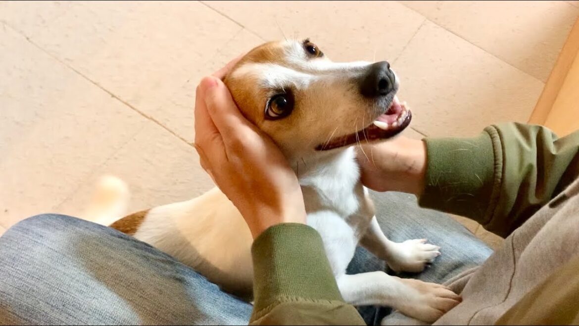 退院したパパの帰宅を心待ちにしていた犬のお出迎えが激しすぎました　Mira Jack Russell Terrier