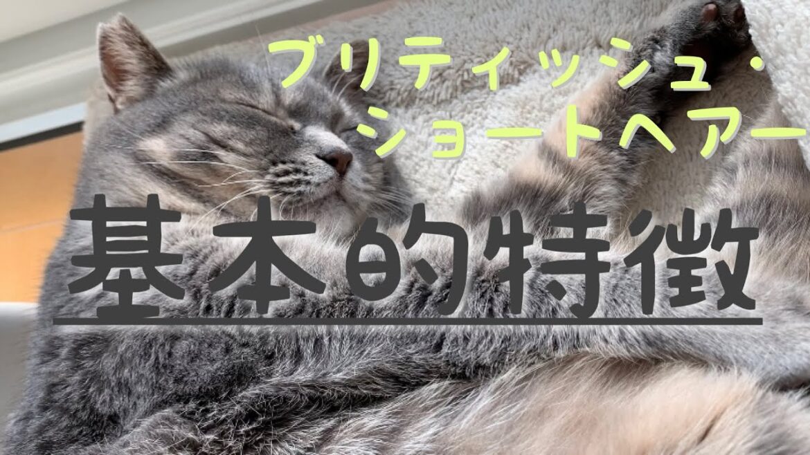 【家猫】#165 ブリティッシュショートヘアー猫の基本的特徴とは…#ブリショー猫 【家猫】#165 ブリティッシュショートヘアー猫の基本的特徴とは…#ブリショー猫