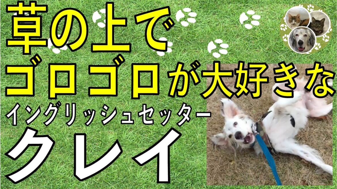 イングリッシュセッター / クー / 芝生でゴロゴロ