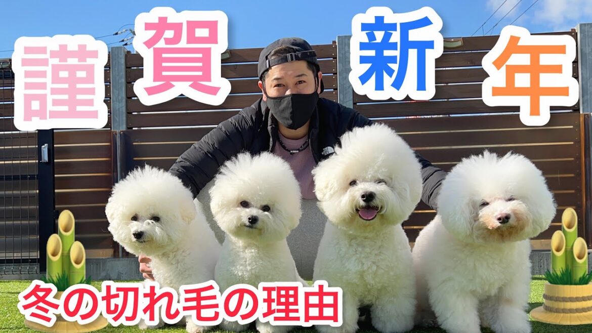 冬になると毛が減る子の原因【お年玉情報】年明けのビション４姉弟【Vlog】あけおめ🌅🎍
