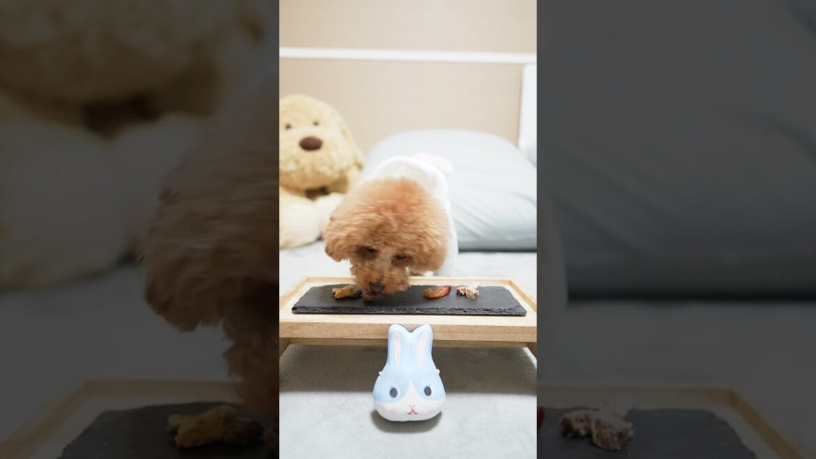 超豪華 犬用おせちをあげたら… #Shorts