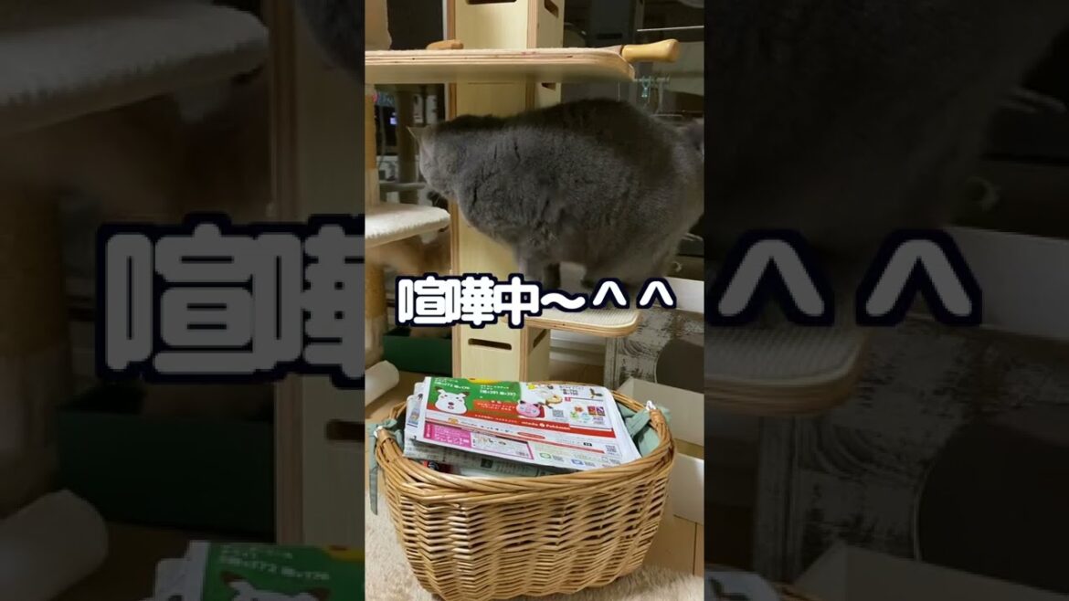 猫の喧嘩は突然に！【ブリティッシュショートヘア・スコティッシュフォールド】