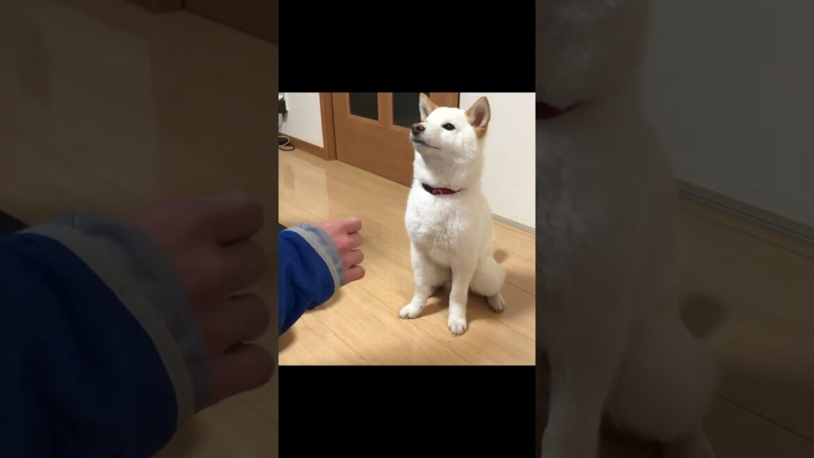 僕も出来ると家族の輪の中で手を出す子犬の柴犬＃shorts