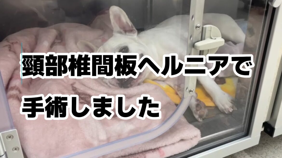 頸部椎間板ヘルニアで四肢麻痺【フレンチブルドッグ】【Frenchbulldog】