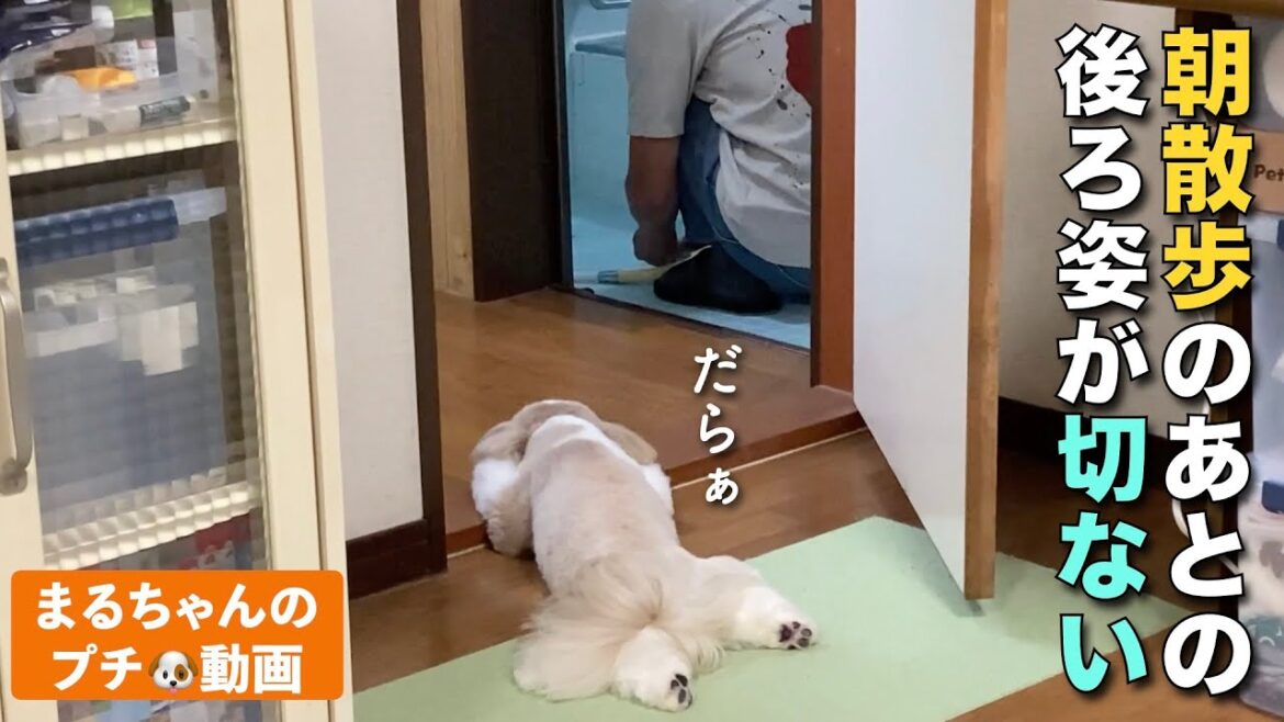【シーズー】朝散歩のあとの後ろ姿が切なすぎる w【166】