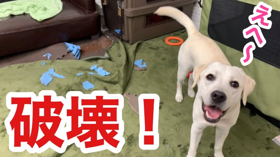 【衝撃】家の床を破壊してても笑顔で帰宅を喜んでくれる愛犬ラブラドールレトリバー
