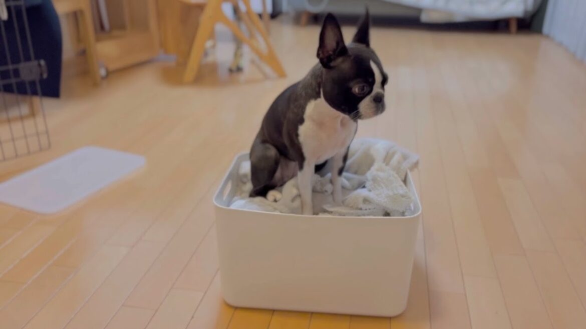 毛布を片付けられたくないのでストライキを起こす犬【ボストンテリア】