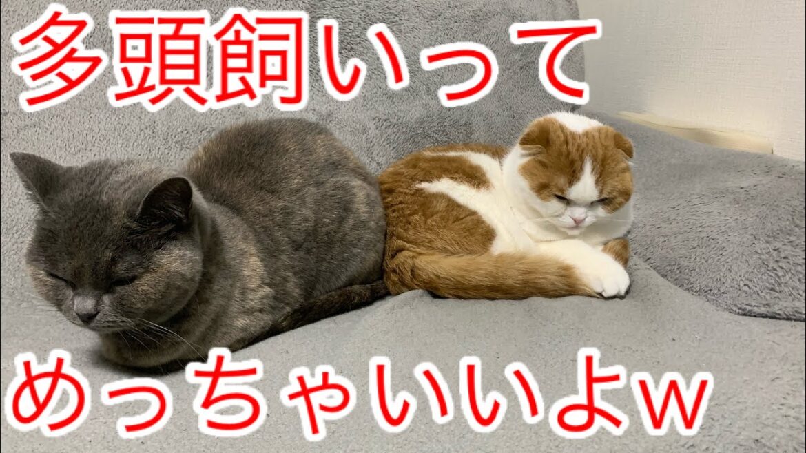 多頭飼いを検討してる方へ【ブリティッシュショートヘア】【スコティッシュフォールド】