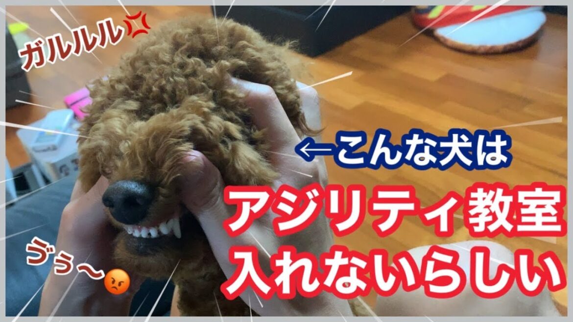 #90 飼い主が甘やかしたせいでアジリティ教室の入会断られたトイプードル。
