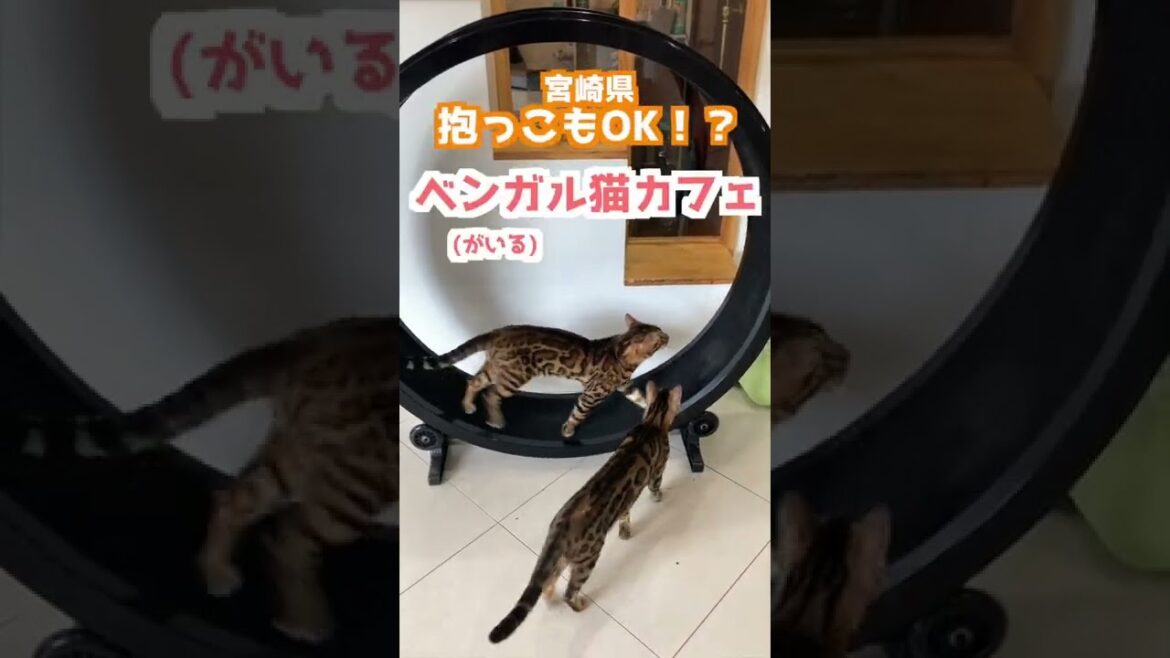 【宮崎・猫カフェ】ベンガル猫のいる猫カフェ＜インスタで先行配信中＞