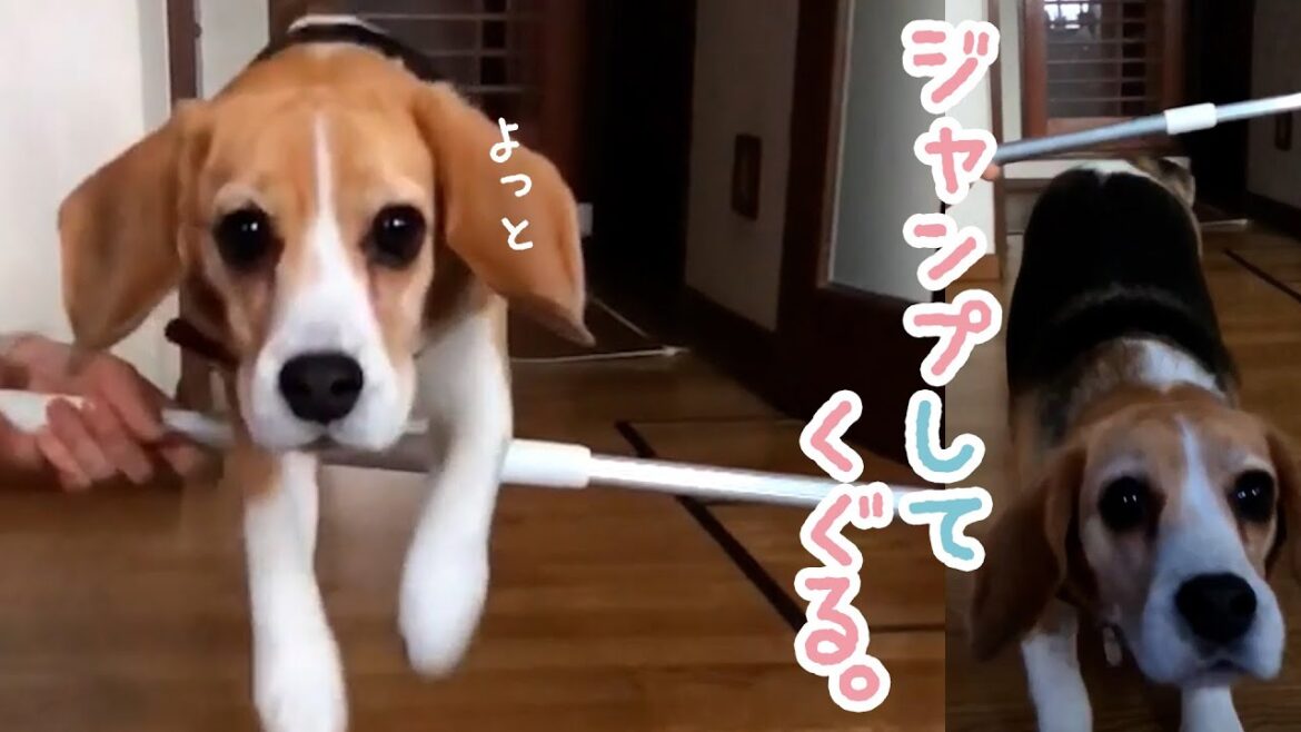 バーをぴょんっと華麗に飛び越えたビーグルだが…｜PECO