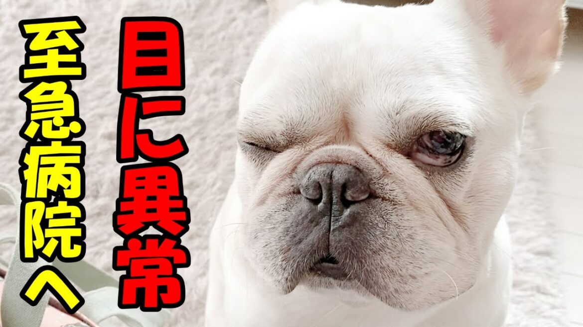 目に異常、突然開かなくなったので病院へ【フレンチブルドッグ frenchbulldog】