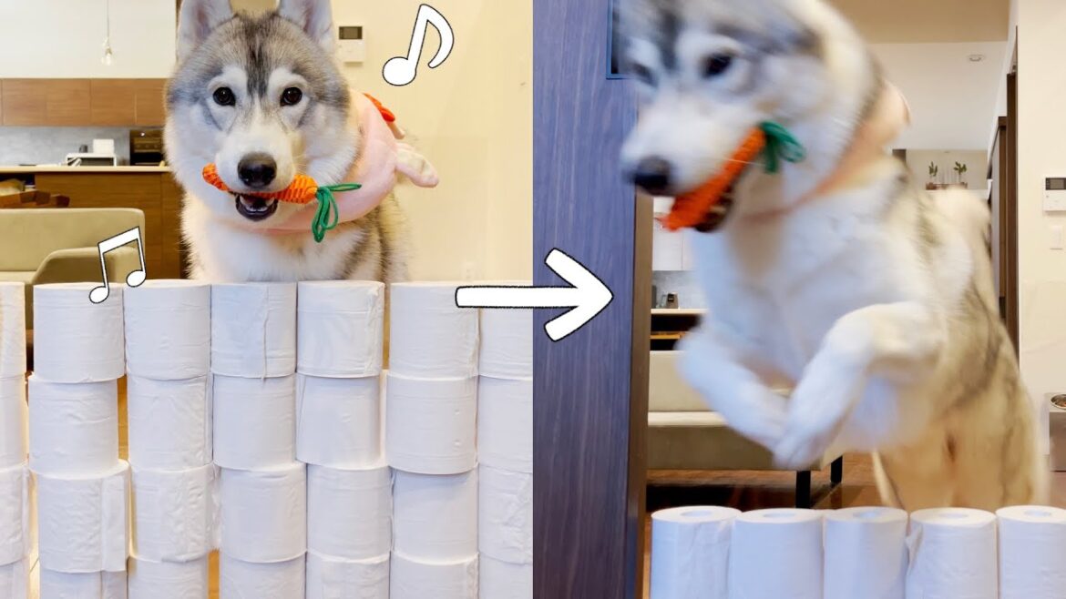 ウサギに変身して超跳躍力を手に入れた(つもりの)シベリアンハスキー